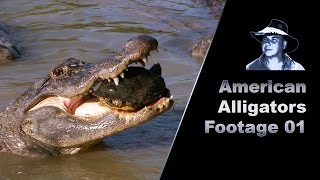 Alligator Eats Turtle Stock Footage [upl. by Deirdre906]