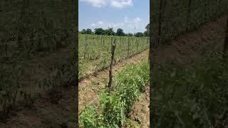 Tomato farm farming naturesounds youtubeindia [upl. by Ardnuasak46]