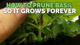 How to Prune Basil So It Grows Forever [upl. by Sirob]