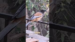 Rufous treepie bird early morning 🦅🐦🐤🐥 rufoustreepie birdsphotography goodmorning [upl. by Atsahc738]