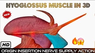 HYOGLOSSUS MUSCLE Anatomy in 3D ANIMATION Origin Insertion Nerve Supply amp Actions  HEAD AND NECK [upl. by Tekcirc]