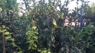 High Density Espalier Gardener  Plums 081315 Update [upl. by Howland]