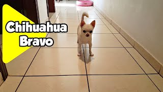 Chihuahua Bravo Nervoso Chico Cachorro Latindo [upl. by Elahcar317]