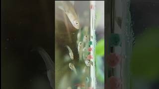 Guppyக்கு🥲வீடு🏡இல்லை😭guppybettafishaquariumtamilchennaifoodiebreedingvlogsshortsfishhobby [upl. by Devaney]