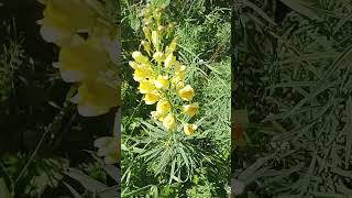 Linaria ottima per tosse e raffreddore [upl. by Edyak]