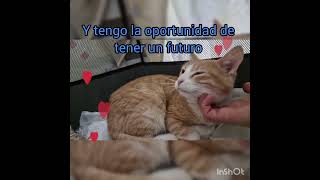 GRACIAS SALVADO GATOS KITTEN cat catlover España mundo vida angeles rescate Unete [upl. by Ahsram]