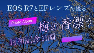 EOS R7とEFレンズで撮る 梅の香漂う昭和記念公園 ～【フォトアルバム】ギガビットてらびっとフォトアルバム～ [upl. by Alys]