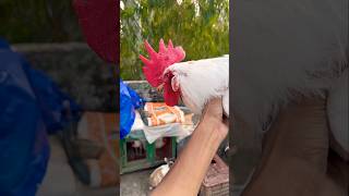 🐓Zombies भाई खून से लथपथ हालत गंभीर😩544 ytshorts youtube chicks dog vlog broodyhen funny [upl. by Valry]