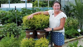 Get It Growing Sunshine Ligustrum are reliable shrubs with bright colors [upl. by Eelyah]