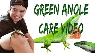 ANOLE CARE VIDEO [upl. by Suriaj]