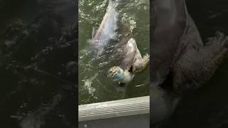 Massive soft shell turtle and catfish tug of war on jug line fishing shorts crazy [upl. by Ahsiret]