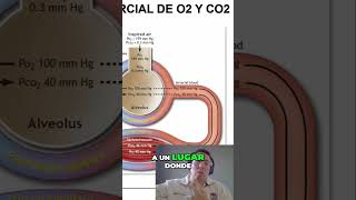 Descubre la Difusión Facilitada El Poder del Aire [upl. by Tecil]