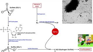 Intestinal Sulfate Reduction to H2S by SulfurReducing Bacteria [upl. by Petrie]