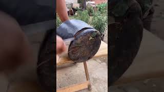 Ornamental tree root cultivation soil cutting process [upl. by Maidy]