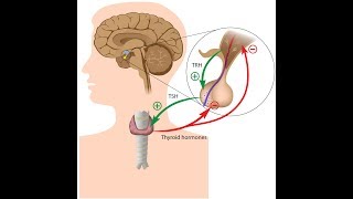 HypothalamusPituitaryThyroid Axis Pathophysiology [upl. by Sucramad]