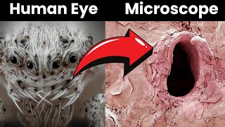 10 Things You Can Only See Under Microscope [upl. by Madea]