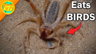 The Insane Truth About CAMEL SPIDERS [upl. by Sedgewake]