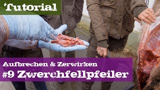 9 Zwerchfellpfeiler für Trichinenuntersuchung  Schwarzwild  Lehrgang Aufbrechen amp Zerwirken [upl. by Imena803]