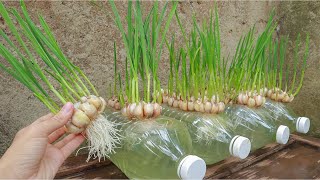 Breeding method to grow garlic quickly to harvest [upl. by Ki499]