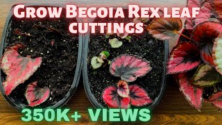 How to Propagate Begonia rex in soil from leaf cuttings how to propagate huge number of begonia [upl. by Nivrac226]