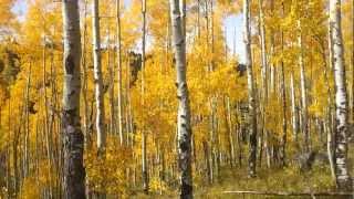 Quaking Aspen Magic [upl. by Aisat]