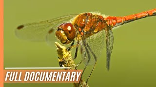 Natures Innovations  Survival in a changing world  Full Documentary [upl. by Cock]