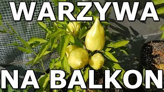 Warzywa na BALKONIE i TARASIE   Początkujący Ogrodnik [upl. by Rolan]