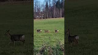 Vackra djur jaktbröder rådjur natur nature nature deer [upl. by Ecire]