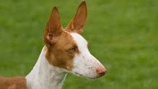 Ibizan Hound Podenco Ibicenco [upl. by Mourant]