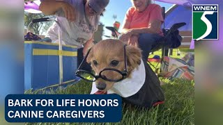 Bark for Life celebrating canine support [upl. by Nabe]