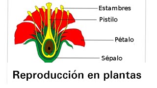 Reproducción en plantas  Ciencias Naturales [upl. by Connel]