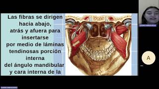 REMEDIAL DE ANATOMIA MUSCULOS MASTICADORES [upl. by Ayotnahs]