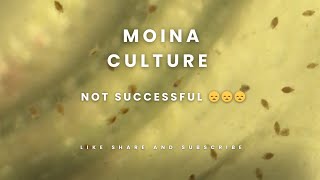 moina culture video in full details in Hindi 🤯🤯🤯 [upl. by Anyel]