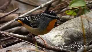 Spotted Pardalote Clip 13 HD VIDEO Australian Bird Media [upl. by Ayala]