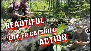 GORGEOUS DAY FLY FISHING in Lower Catskills  Spring Dry Fly Action  On The Water with FlyOlderGuy [upl. by Lasley]