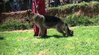 Dressage du berger allemand [upl. by Euridice]