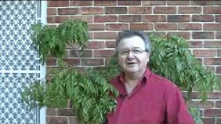 Curry Leaf Trees Explained [upl. by Rosanne]