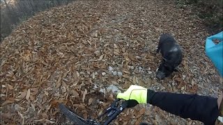 Rencontre avec un sanglier dans le Pilat en VTT [upl. by Ranjiv]