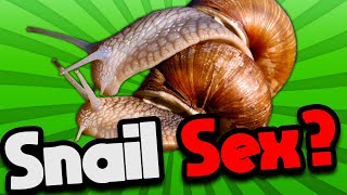 How do snails mate [upl. by Aineg]