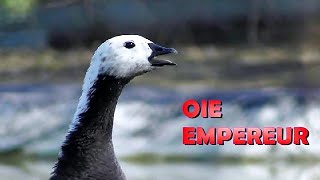 CRI de la Belle OIE EMPEREUR [upl. by Jobey757]