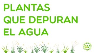 Plantas que depuran el agua [upl. by Derby969]