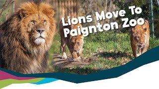 African Lions Arrive At Paignton Zoo [upl. by Aloibaf]