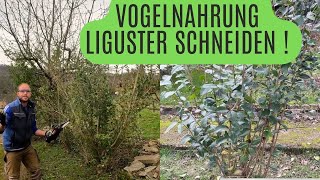 Vogelnährgehölz  Liguster so schneidet ihr Ihn [upl. by Herm]