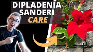 HOW TO TAKE CARE OF A DIPLADENIA PLANT MANDEVILLA SANDERI CARE [upl. by Allenotna]