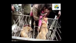 4 Dogs Rescued From Slaughter Meat Market China [upl. by Anett871]