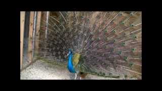 Beautiful Peacocks MatingUp Close and Real Personal [upl. by Novej]