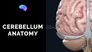 Anatomy of the Cerebellum 3D Anatomy Tutorial  UKMLA  CPSA [upl. by Sidhu426]