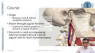 Glossopharyngeal Nerve [upl. by Loella304]