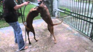 rhodesian ridgebacks peleando [upl. by Eet]