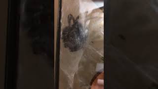 Pink toed tarantula molting Time lapse [upl. by Spurgeon]